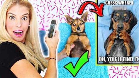 peanut zamolo|Recreating Hilarious Dog Memes with my dogs! .